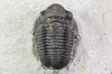 Bargain, Gerastos Trilobite Fossil - Morocco #69107-2